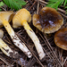 Coppery Waxcap - Photo (c) Christian Schwarz, some rights reserved (CC BY-NC), uploaded by Christian Schwarz