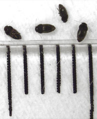 Ptiliodes amplicollis