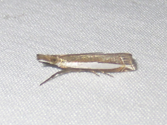 Crambus quinquareatus