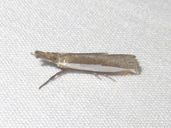 Crambus quinquareatus