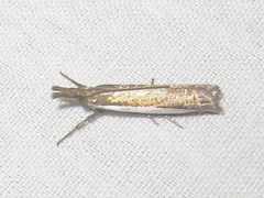 Crambus quinquareatus