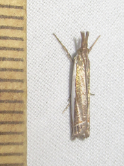 Crambus quinquareatus
