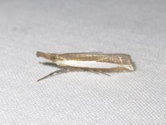 Crambus quinquareatus