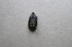 Olethreutes auricapitana