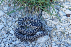 Elaphe quatuorlineata