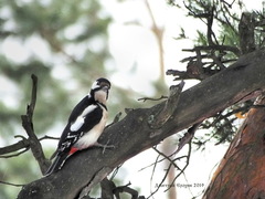 Dendrocopos major