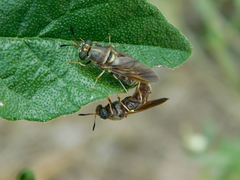 Hermetia chrysopila