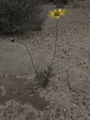 Thelesperma subnudum