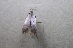 Dichomeris punctidiscellus