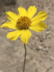 Thelesperma subnudum