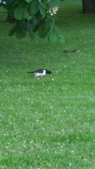 Haematopus ostralegus
