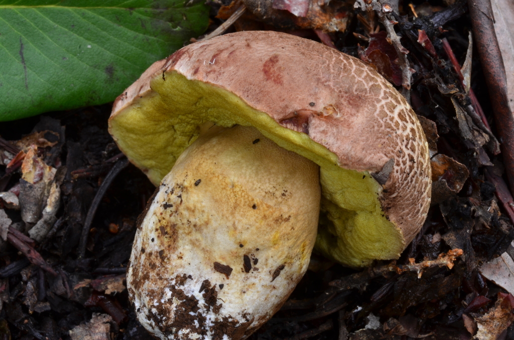 Spring King Bolete from Santa Cruz County, CA, USA on January 8, 2015