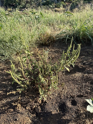 Amaranthus palmeri observed 2024-07-10