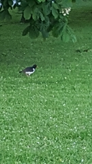 Haematopus ostralegus