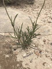 Thelesperma subnudum