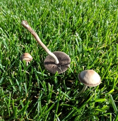 Panaeolus fimicola