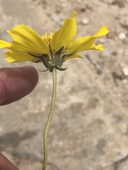 Thelesperma subnudum
