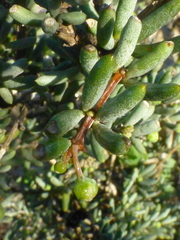 Roepera spinosa
