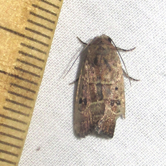 Elaphria fuscimacula