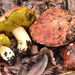 Spring King Bolete - Photo (c) Christian Schwarz, some rights reserved (CC BY-NC), uploaded by Christian Schwarz