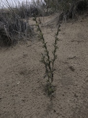 Lappula occidentalis cupulata