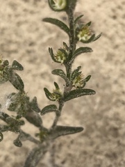 Lappula occidentalis cupulata