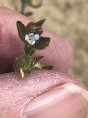 Lappula occidentalis cupulata