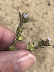 Lappula occidentalis cupulata