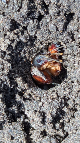 European mole cricket