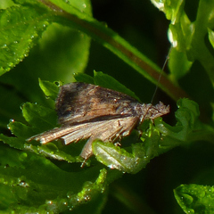 Hypena scabra