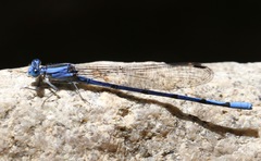 Argia lacrimans