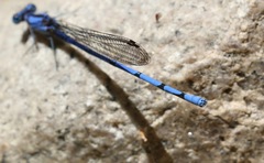 Argia lacrimans