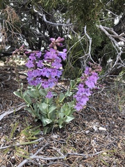 Penstemon carnosus