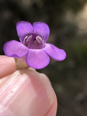 Penstemon carnosus