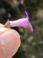 Penstemon carnosus