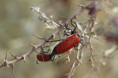 Mylabris sedecimpunctata