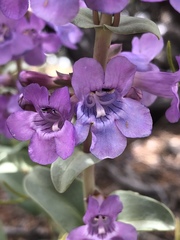 Penstemon carnosus