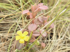 Oxalis frutescens