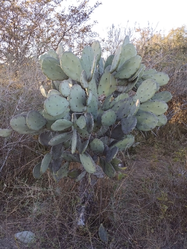 Image of Opuntia quimilo by (c) Nicolas Olejnik, some rights reserved (CC BY)