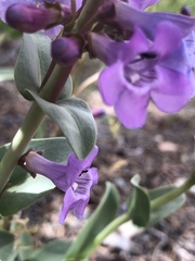 Penstemon carnosus