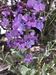 Penstemon carnosus