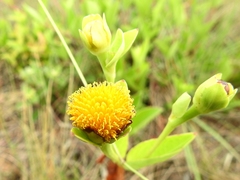 Calea longipedicellata