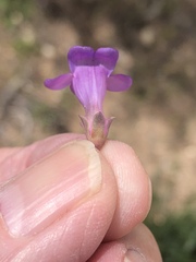 Penstemon carnosus