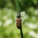 Three-spotted Click Beetle - Photo (c) Eric Knopf, some rights reserved (CC BY-NC), uploaded by Eric Knopf