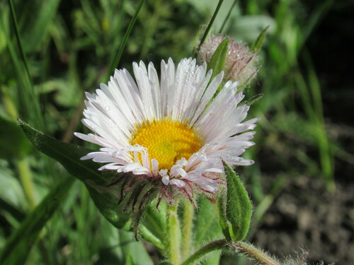 Image of Erigeron elatior by (c) Anders Hastings, some rights reserved (CC BY)