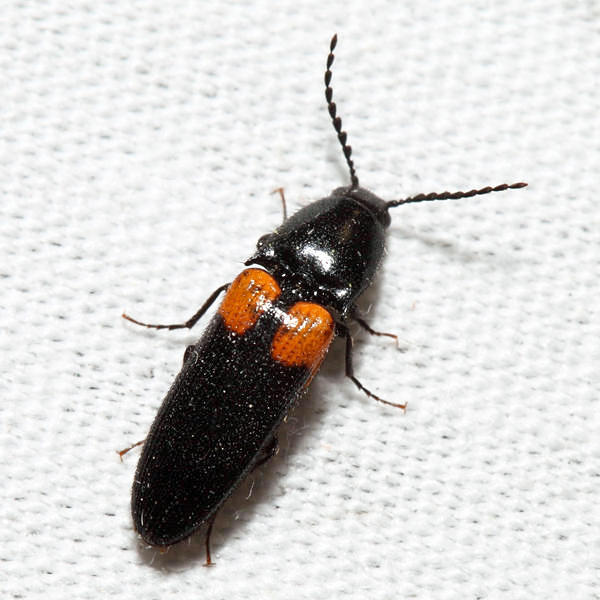 Ampedus xanthomus