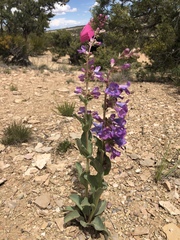 Penstemon carnosus