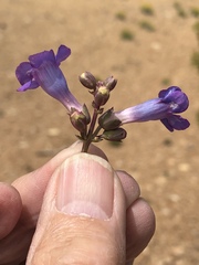 Penstemon carnosus