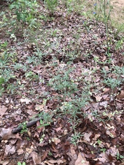 Pediomelum digitatum