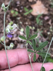 Pediomelum digitatum